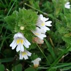 Euphrasia officinale (Augentrost) Foto Andrea Menninger