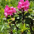 Rhododendron ferrogineum (Alpenrose, Almrausch)