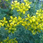 Ruta graveolens (Gartenraute)