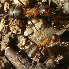 Formica rufa (Ameise)