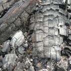 Carbo vegetabilis (Holzkohle)