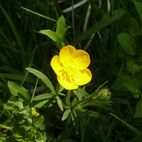 Ranunculus bulbosus (Hahnenfuß)