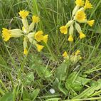 Primula veris(Schlüsselblume) Hustenmittel