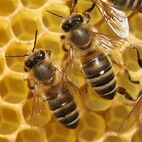 Apis mellifica (Honigbiene)