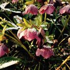 Helleborus niger (schwarze Christrose)