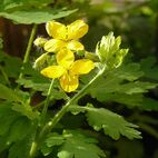 Chelidonium majus (Schöllkraut)