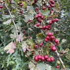 Crataegus oxyacanthus (Weißdorn) Herztonikum