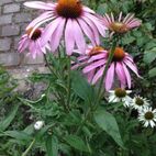 Echinacea angustifolia (Sonnenhut)