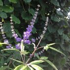 Agnus castus (Keuschlamm)
