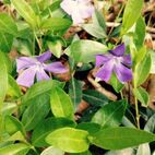 Vinca minor (Immergrün)