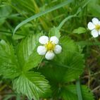 Fragaria vesca (Walderdbeere)