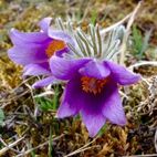 Pulsatilla pratensis (Kühchenschelle)