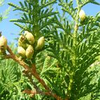Thuja occidentalis (Lebensbaum)