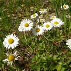 Bellis perennis (Gänseblümchen)