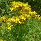 Hypericum perforatum (Johanniskraut)