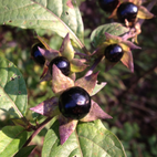 Belladonna (Tollkirsche)