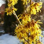 Hamamelis virginica (Zaubernuss)