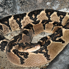 Lachesis muta (Buschmeister-Schlange)