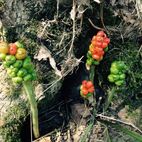 Arum triphyllum (Aronstab)