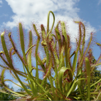 Drosera (Sonnentau)