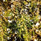 Juniperus communis (Wachholder)