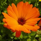 Calendula officinale (Ringelblume)