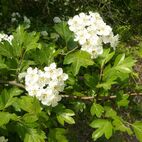 Crataegus (Weißdorn)