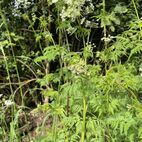 Conium maculatem (gefleckter Schierling) bei Schwindel