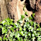Hedera helix (Efeu)