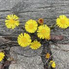 Tussilago farfara (Huflattich) Hustenmittel