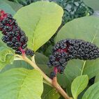 Phytolacca (Kermesbeere)
