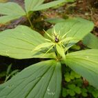 Paris quadrifolia (Einbeere)