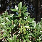 Rhododendron ferruginium (Alpenrose)