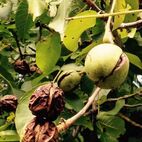 Juglans regia (Walnuss)