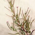 Epilobium parviflorum (Kleinblättiges Weidenröschen) Prostata-Beschwerden