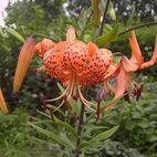 Lilium tigrinum (Tigerlilie)