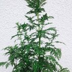 Artemisia annua (Einjähriger Beifuß)