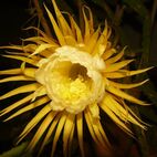 Cactus grandiflorus (Königin der Nacht)