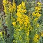 Solidago virgaurea (Goldrute)