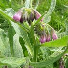 Symphytum (Beinwell)