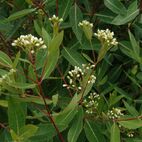 Apocynum cannabinum (Hanfart)