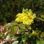 Berberis aquifolium (Berberitze)