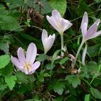 Colchicum autumnale (Herbstzeitlose) Foto Gunther Weis