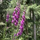 Digitalis purpurea (Fingerhut) Herzmittel, Schwarzwald