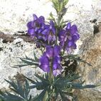 Aconitum napellus (Sturmhut) Ticino