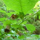 Belladonna (Tollkirsche)
