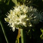 Allium cepa (Küchenzwiebel)