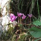 Cyclamen (Alpenveilchen) Foto Silvia Schwarzmann