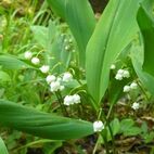 Convallaria majalis (Maiglöckchen)