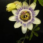 Passiflora incarnata (Passionsblume)